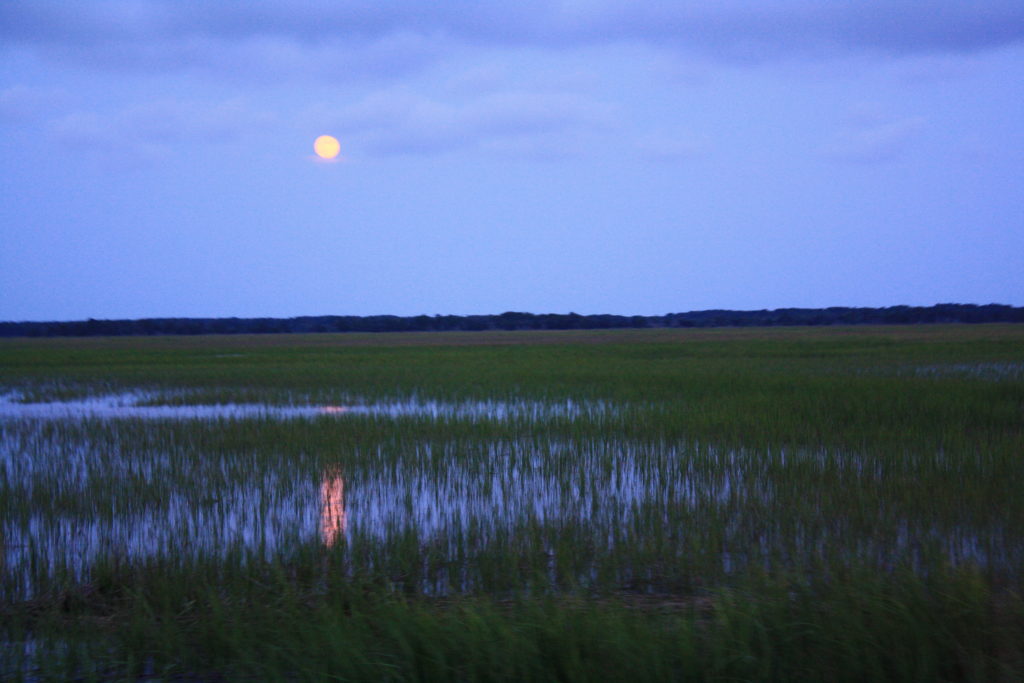 Folly Creek Full Moon Kayak Tour Coastal Expeditions