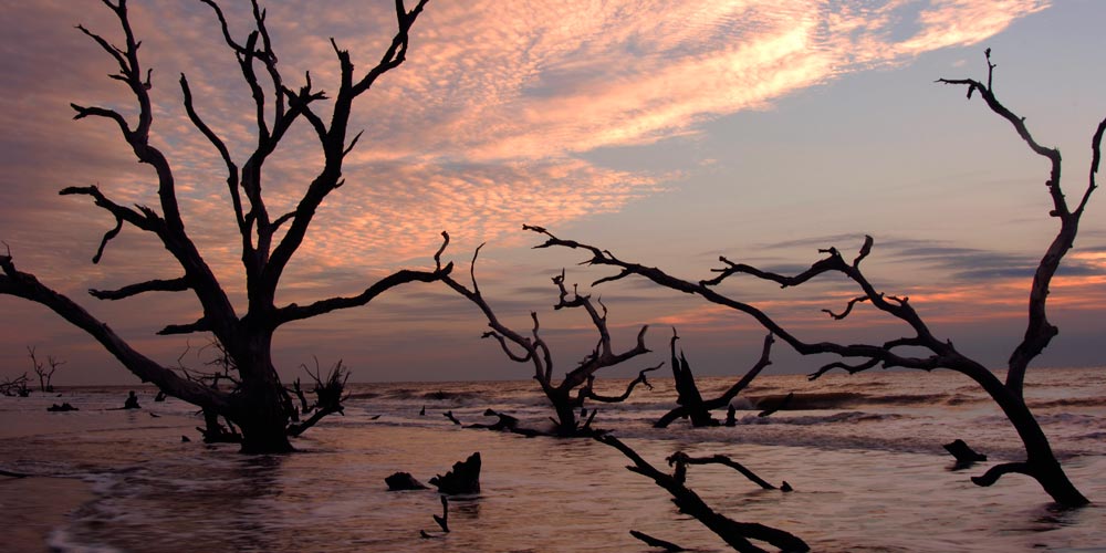 Boneyard Beach Sunrise Expedition Coastal Expeditions Boneyard Beach Sunrise Expedition