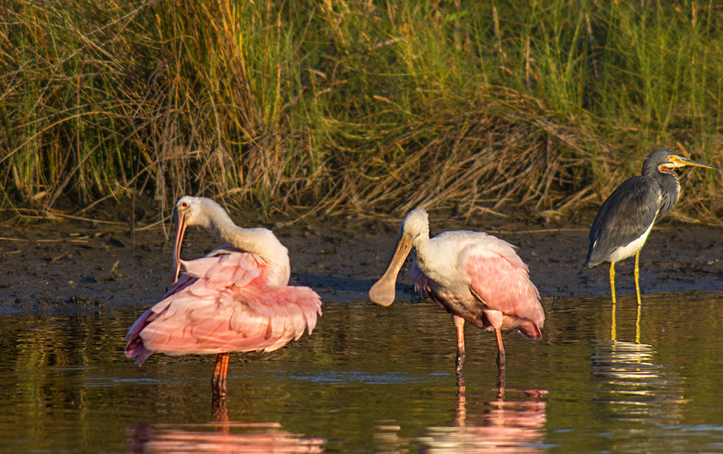 Kiawah River Kayak Tour Coastal Expeditions