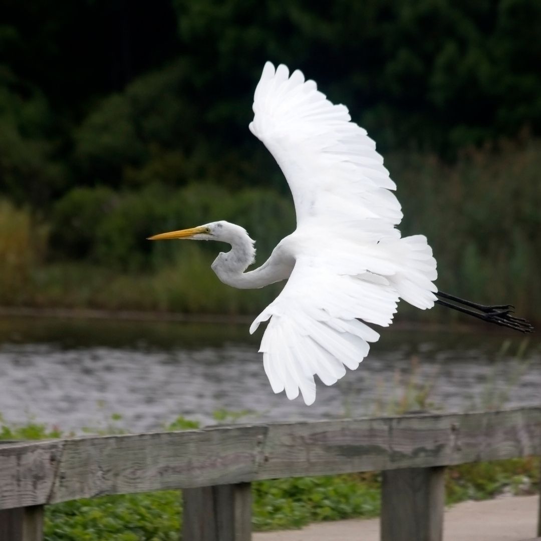 Saving Charleston's Wildlife; One Expedition At A Time! | Coastal