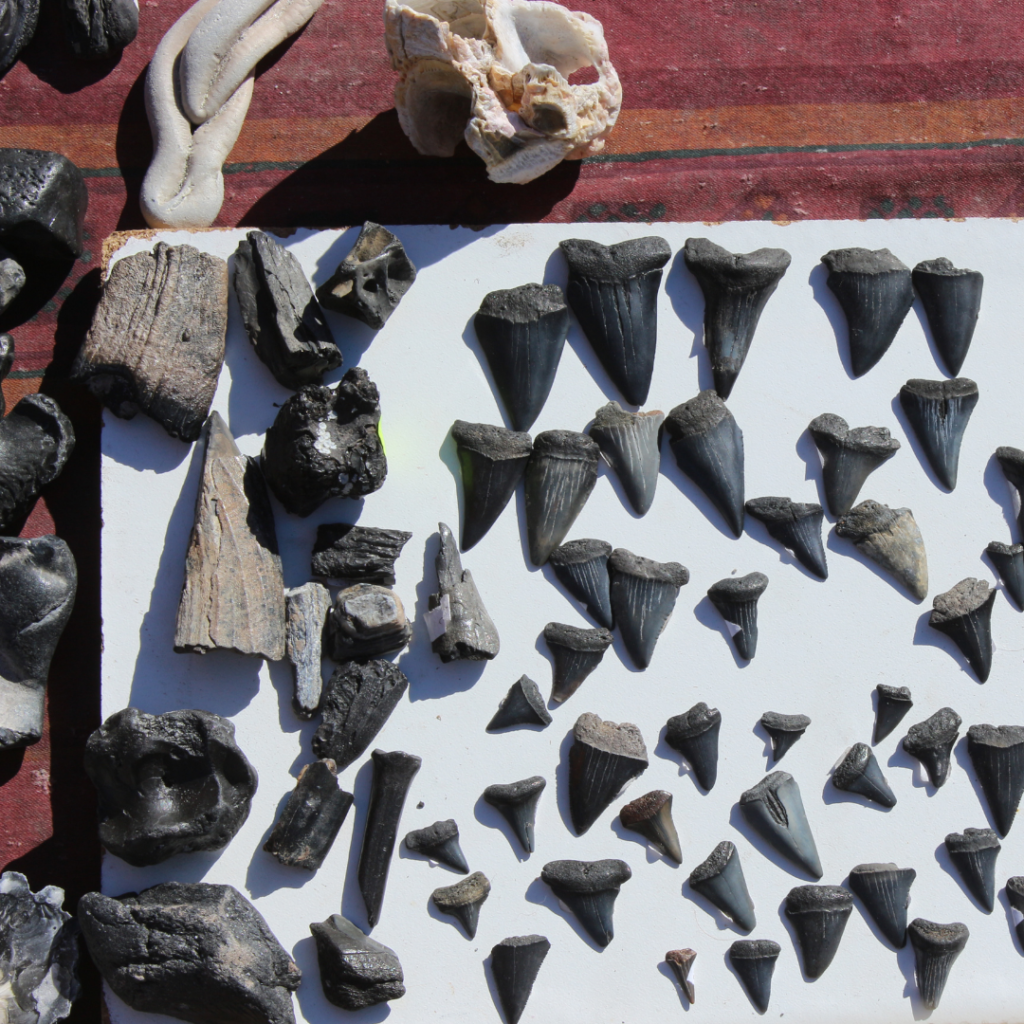 Fossil & Shark Tooth Hunting with Coastal Expeditions Coastal