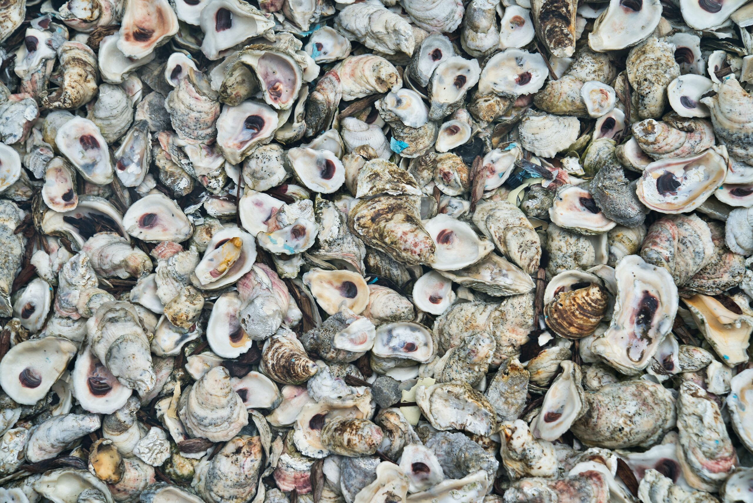 Oyster Shell Recycling Coastal Expeditions Blog