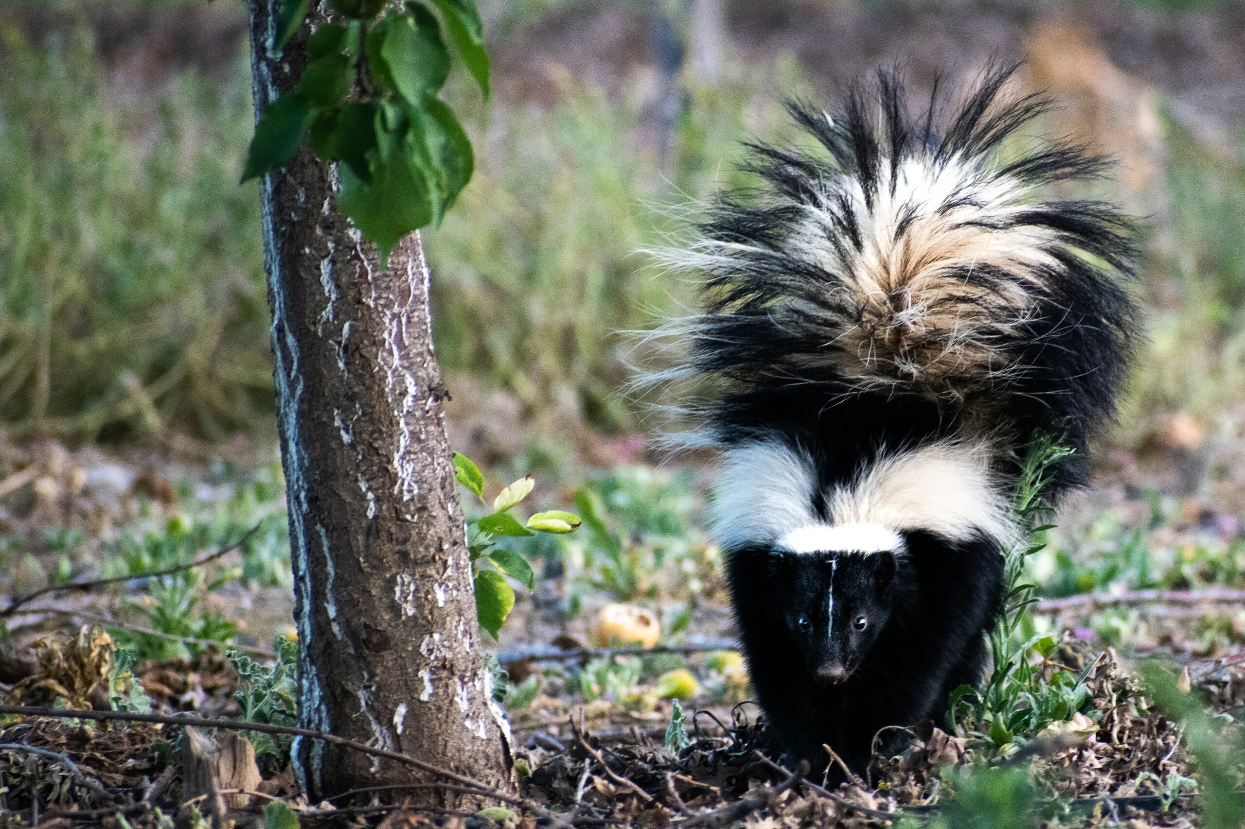 Furry Friends: Skunks | Coastal Expeditions Blog